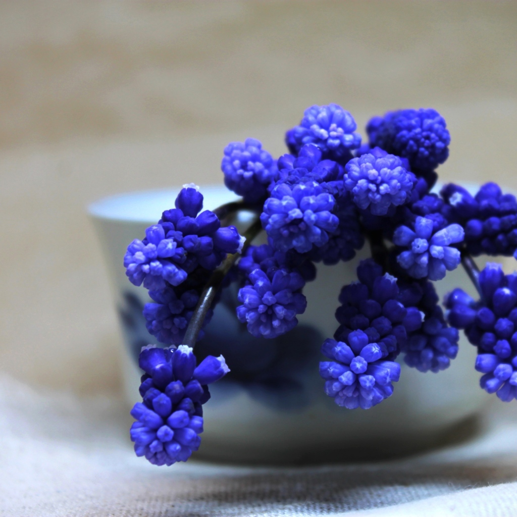 Синие цветы мускари в белой вазе на столе