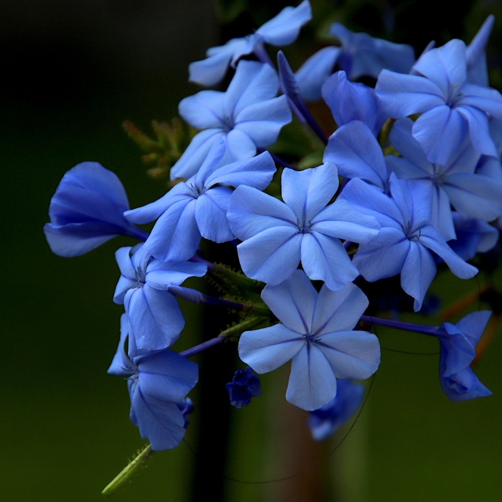 Голубой цветок флоксы крупным планом