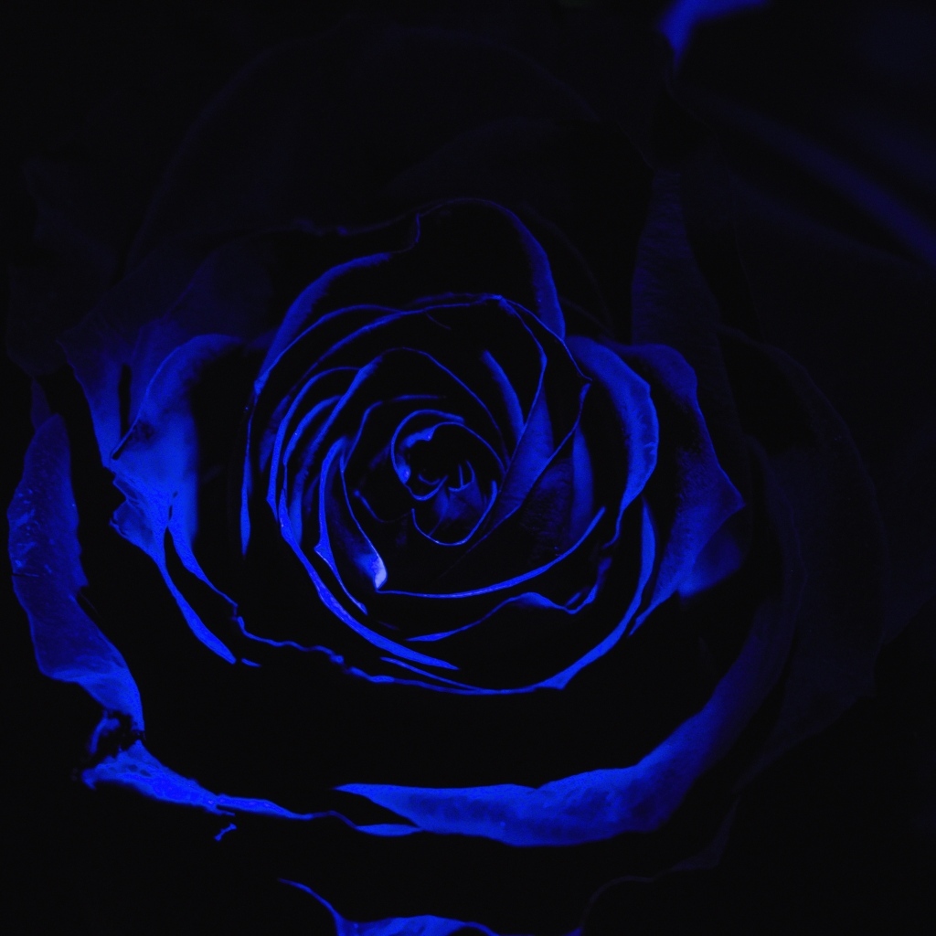 Голубая роза на черном фоне крупным планом