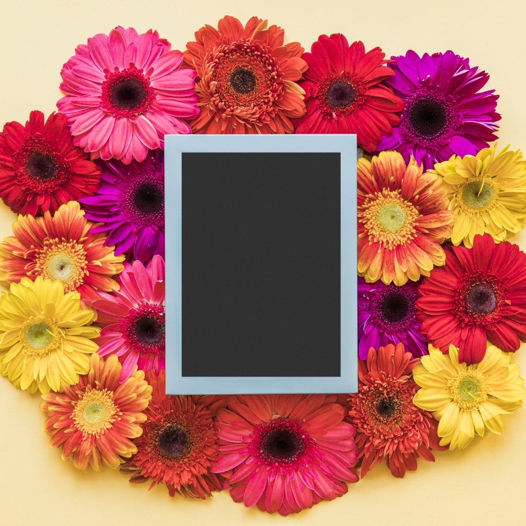 Букет разноцветных гербер с рамкой