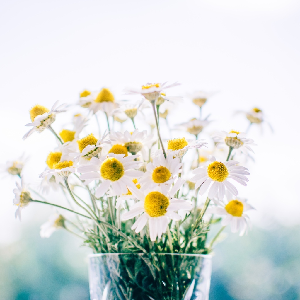 Букет нежных белых ромашек в вазе