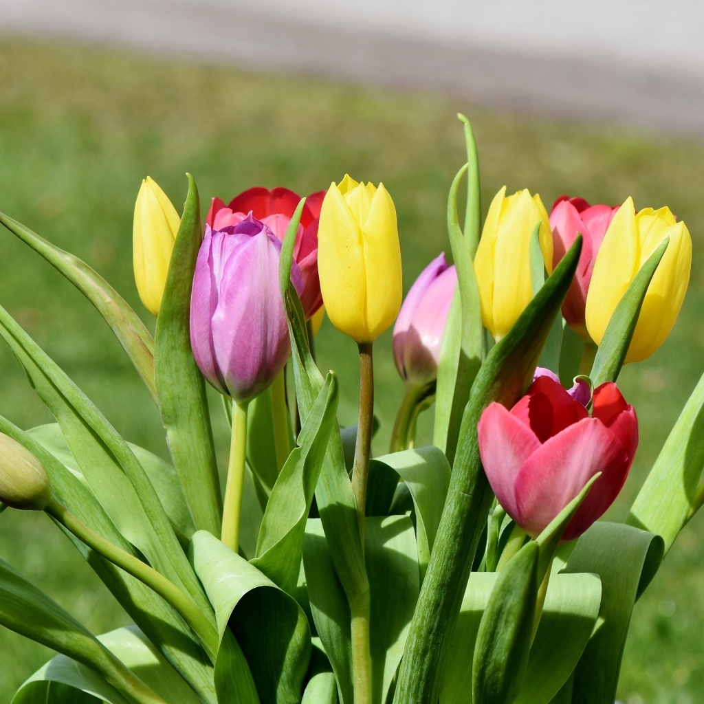 Букет свежих разноцветных тюльпанов
