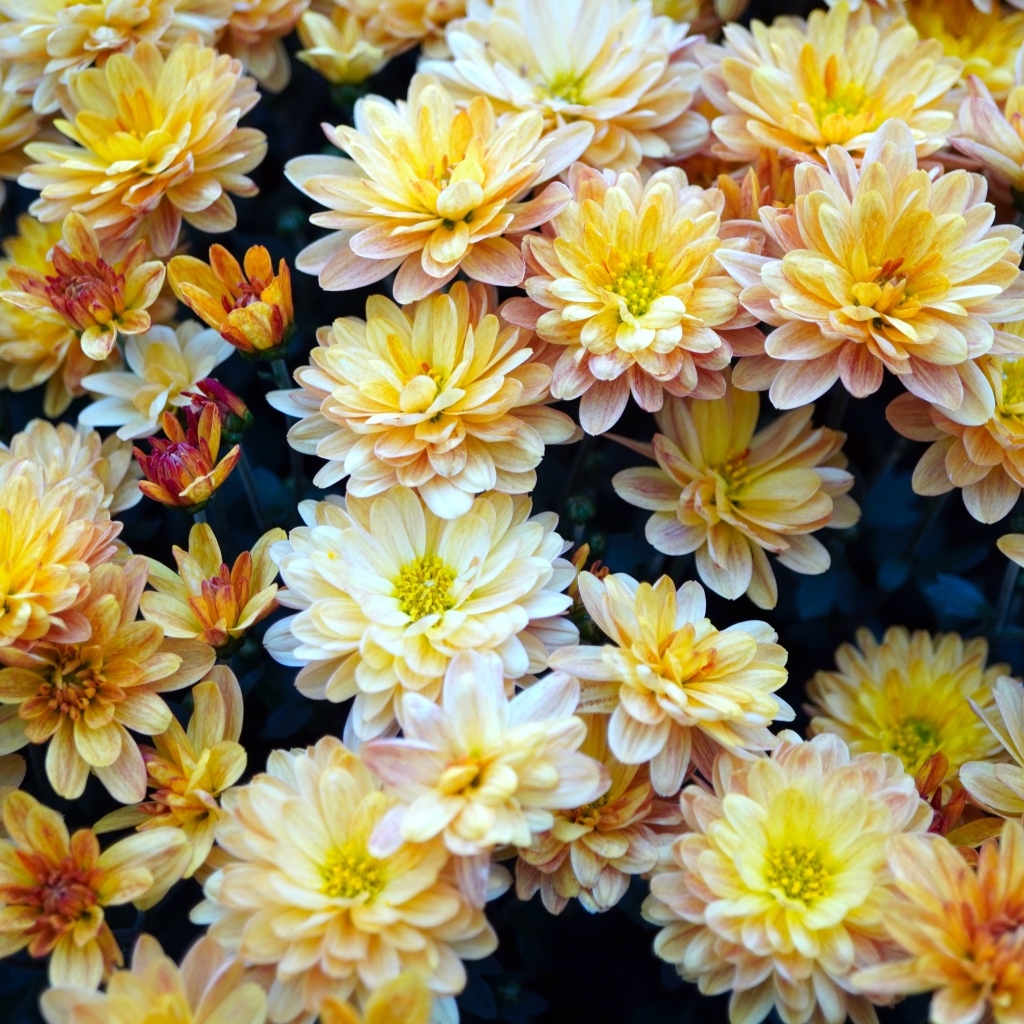 Букет оранжевых цветов хризантемы вблизи