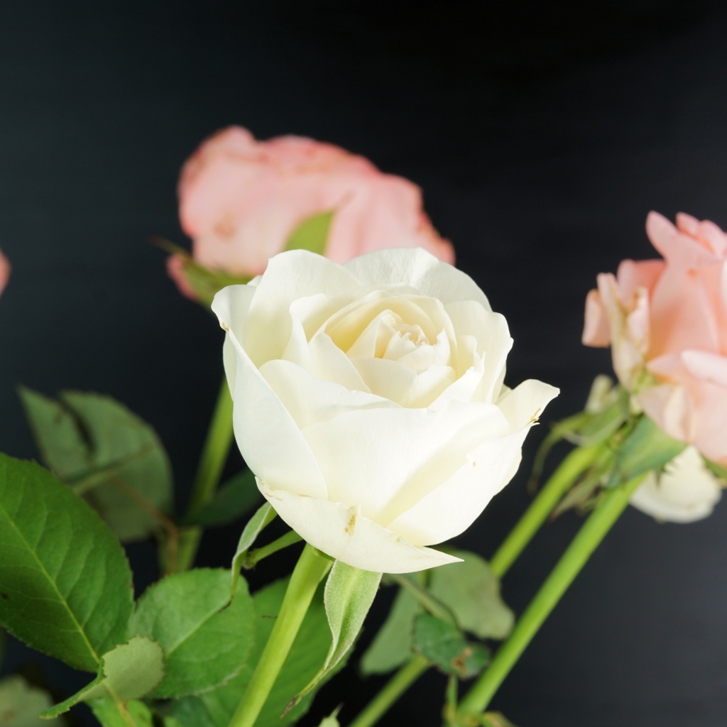 Букет розовых и белых роз на сером фоне