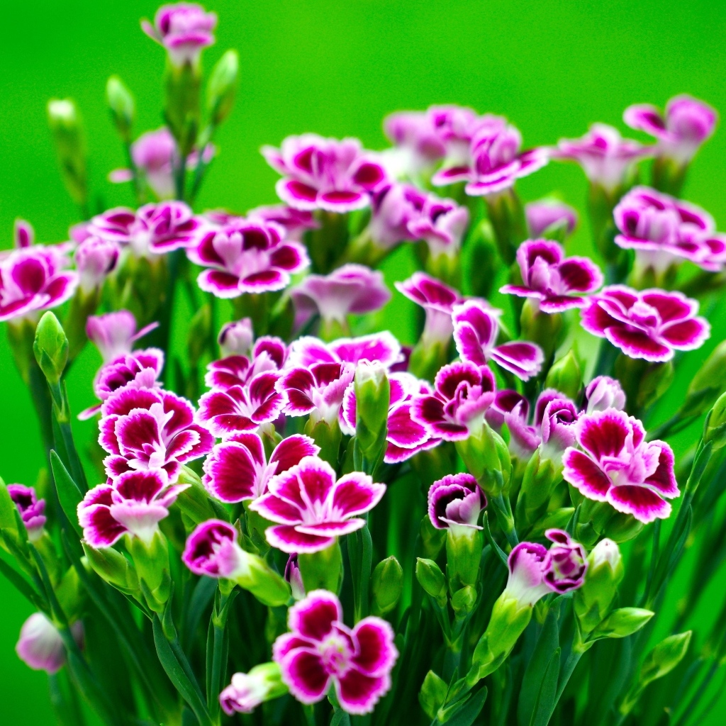 Букет розовых цветов гвоздики на зеленом фоне