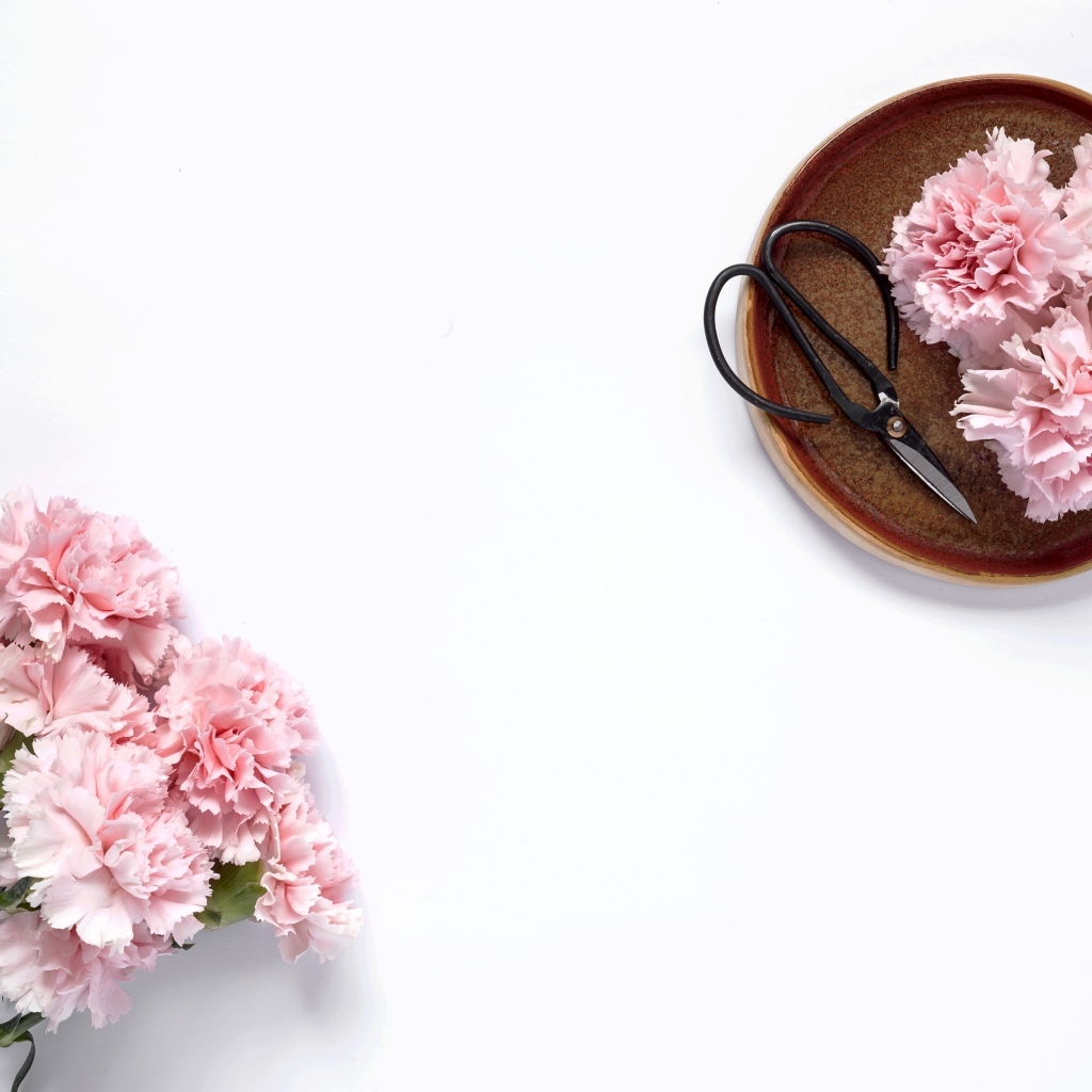 Букет розовых гвоздик с ножницами на белом фоне