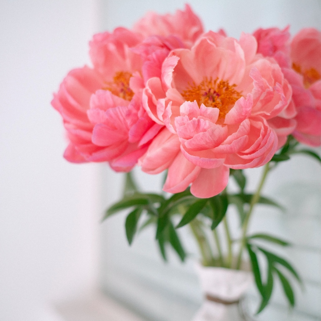 Букет розовых пионов в вазе у стены