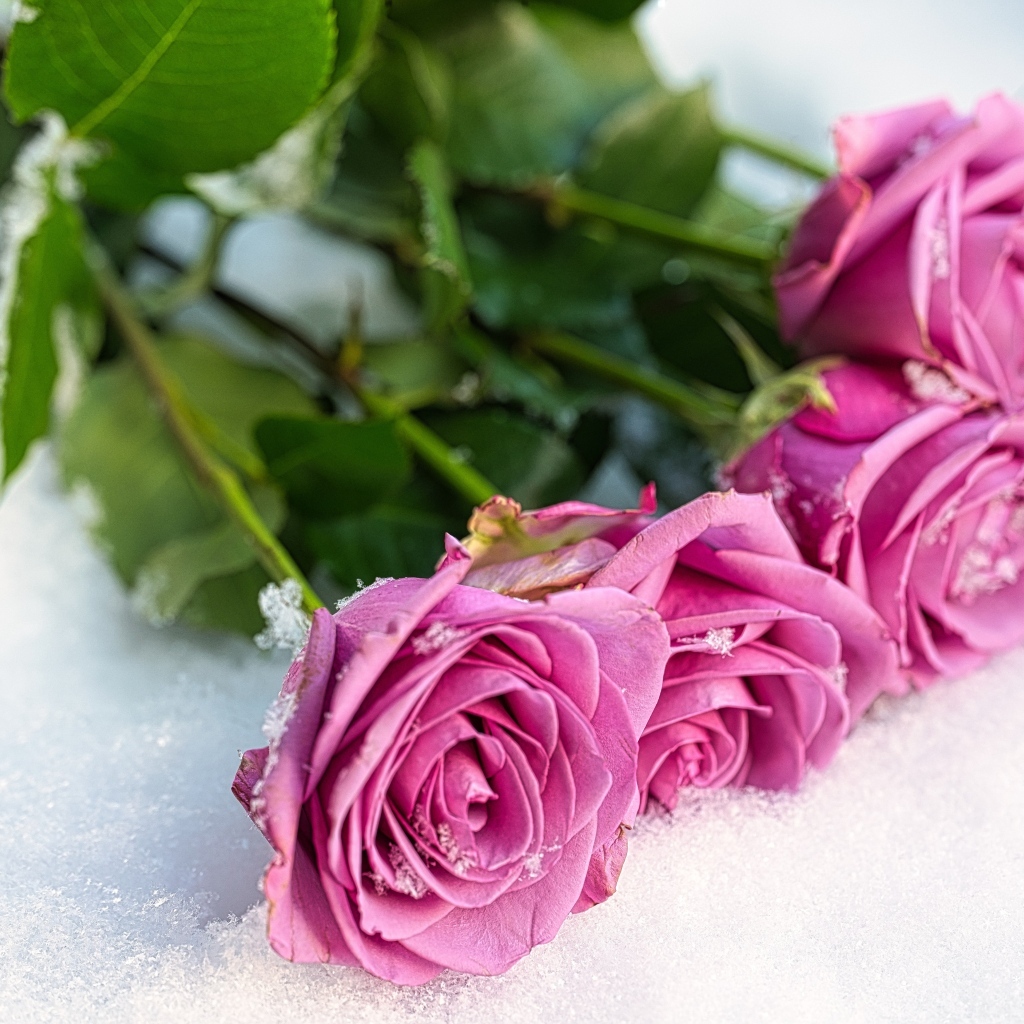 Букет розовых роз на снегу