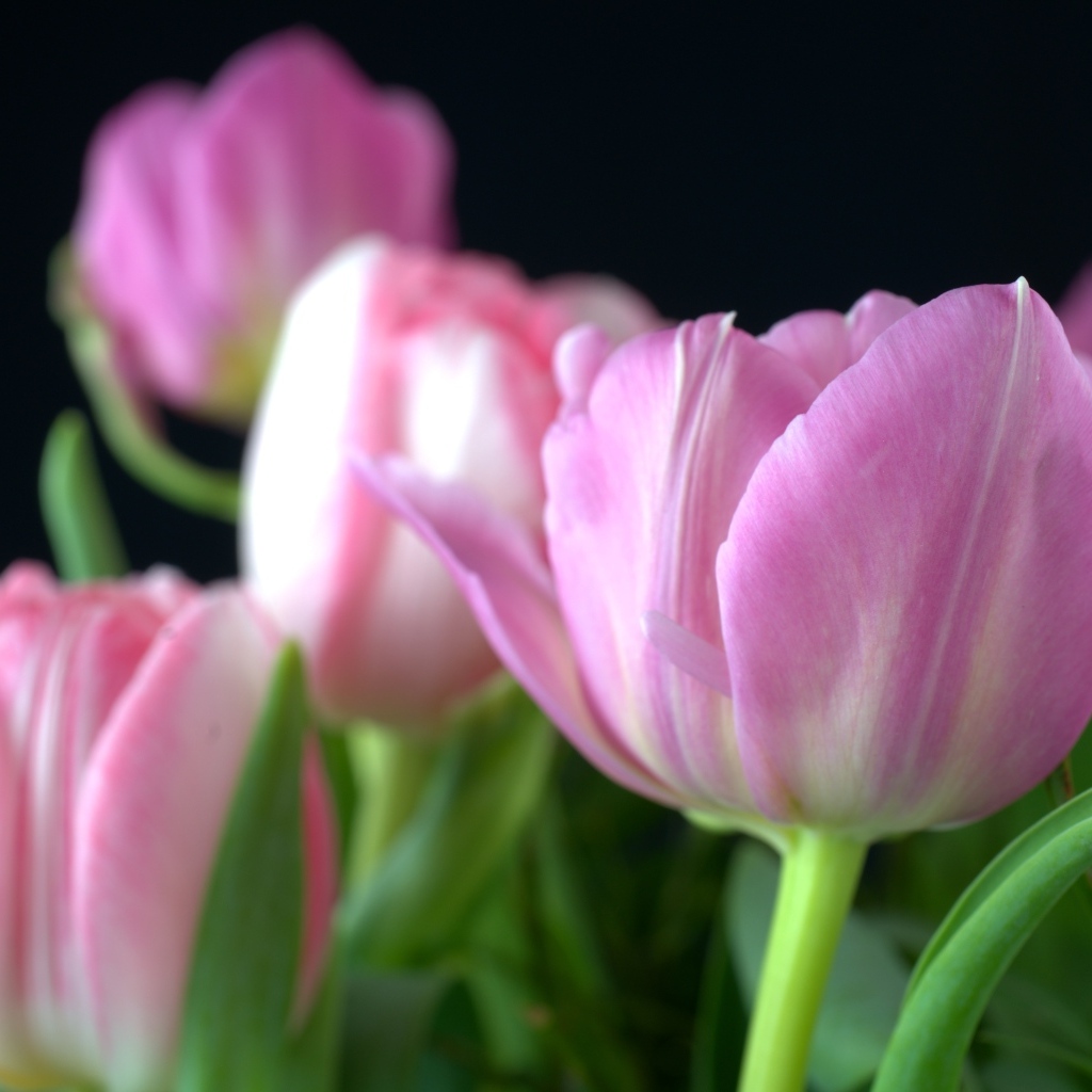 Букет из розовых тюльпанов на черном фоне вблизи