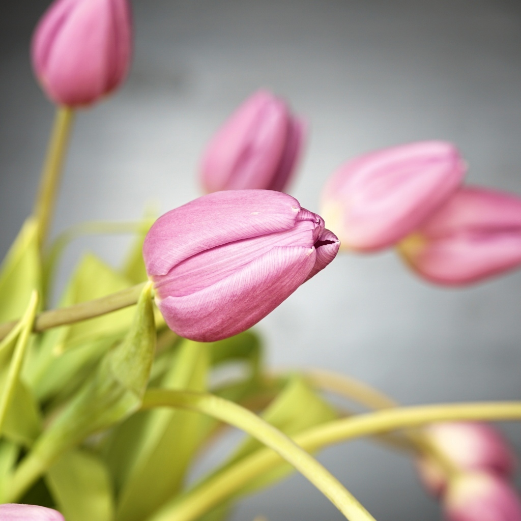 Букет розовых тюльпанов на сером фоне