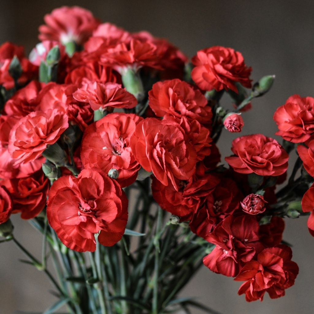 Букет красных гвоздик вблизи