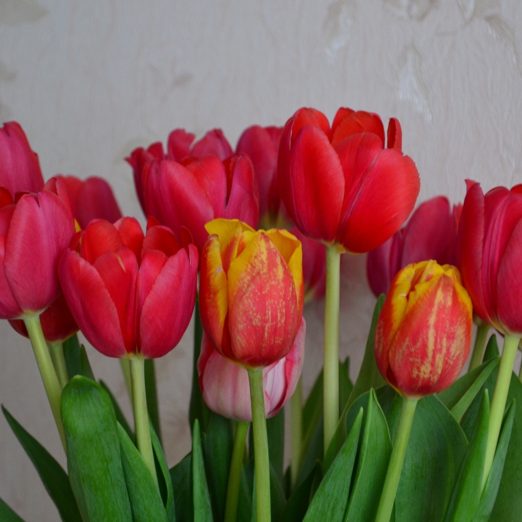 Букет красных тюльпанов на фоне стены