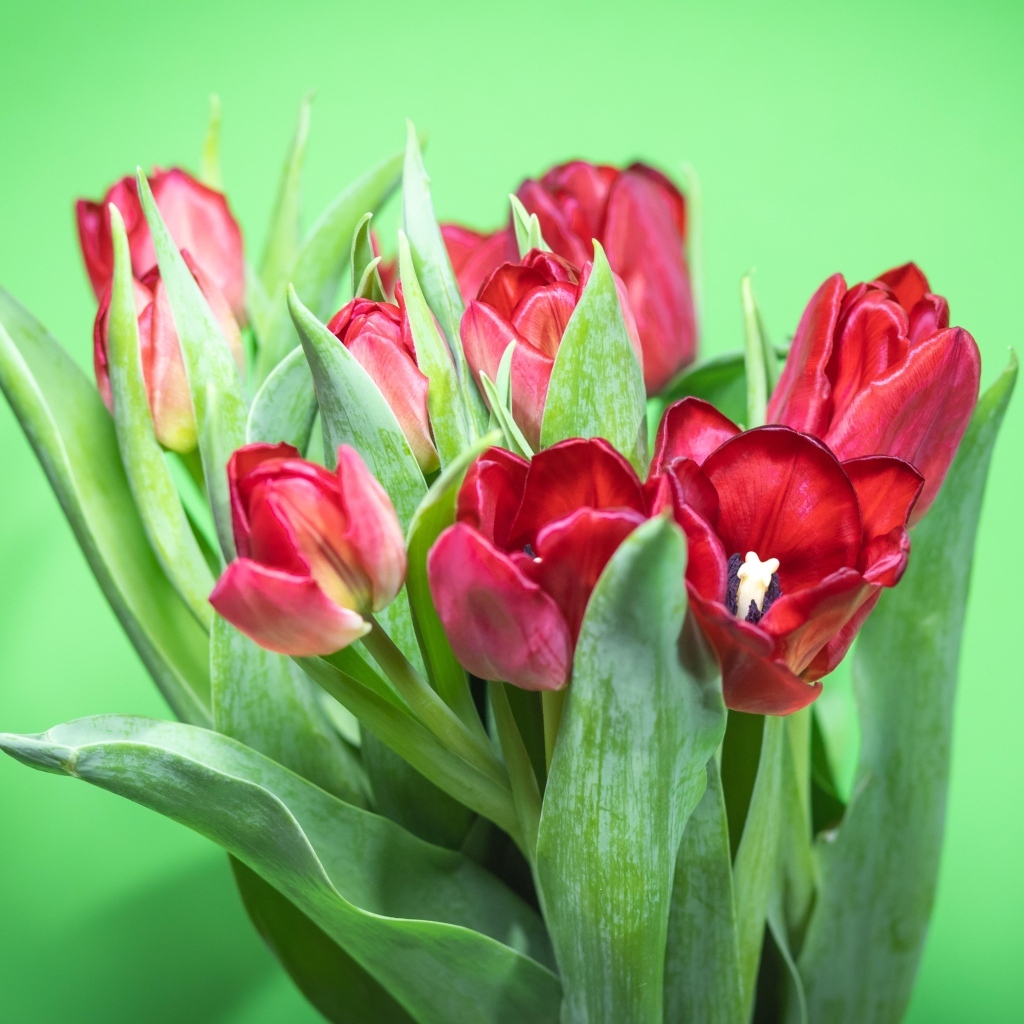 Букет красных тюльпанов на зеленом фоне