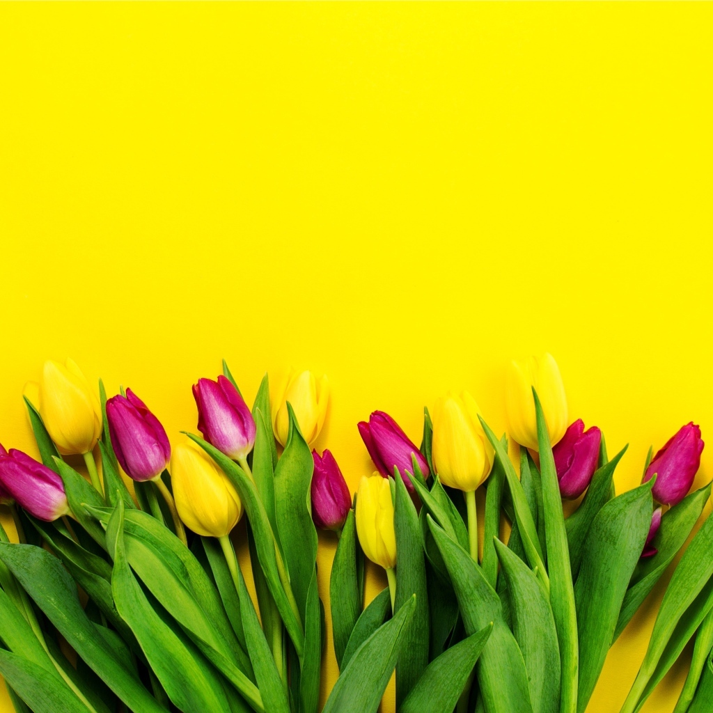 Букет тюльпанов на ярком желтом фоне