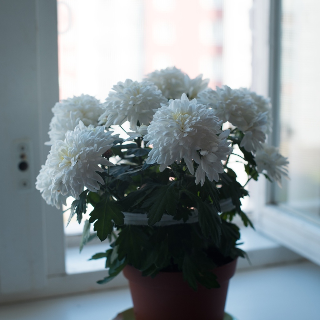 Букет белых хризантем на окне
