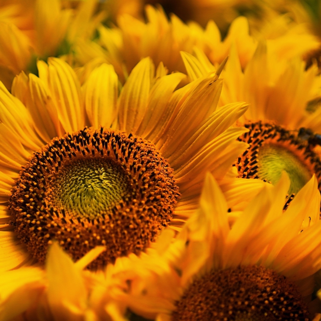 Букет из желтых цветов подсолнуха