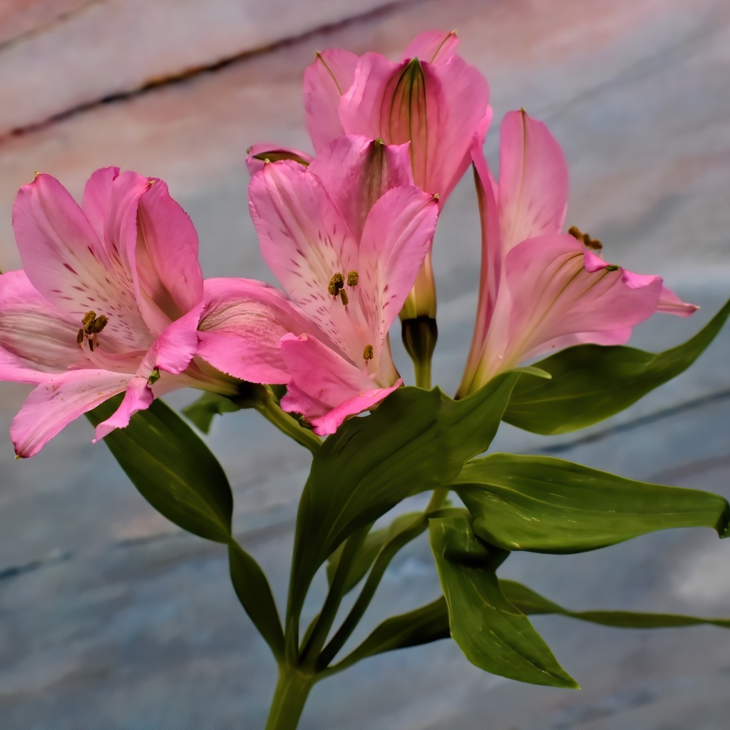 Ветка розовых цветов альстромерия