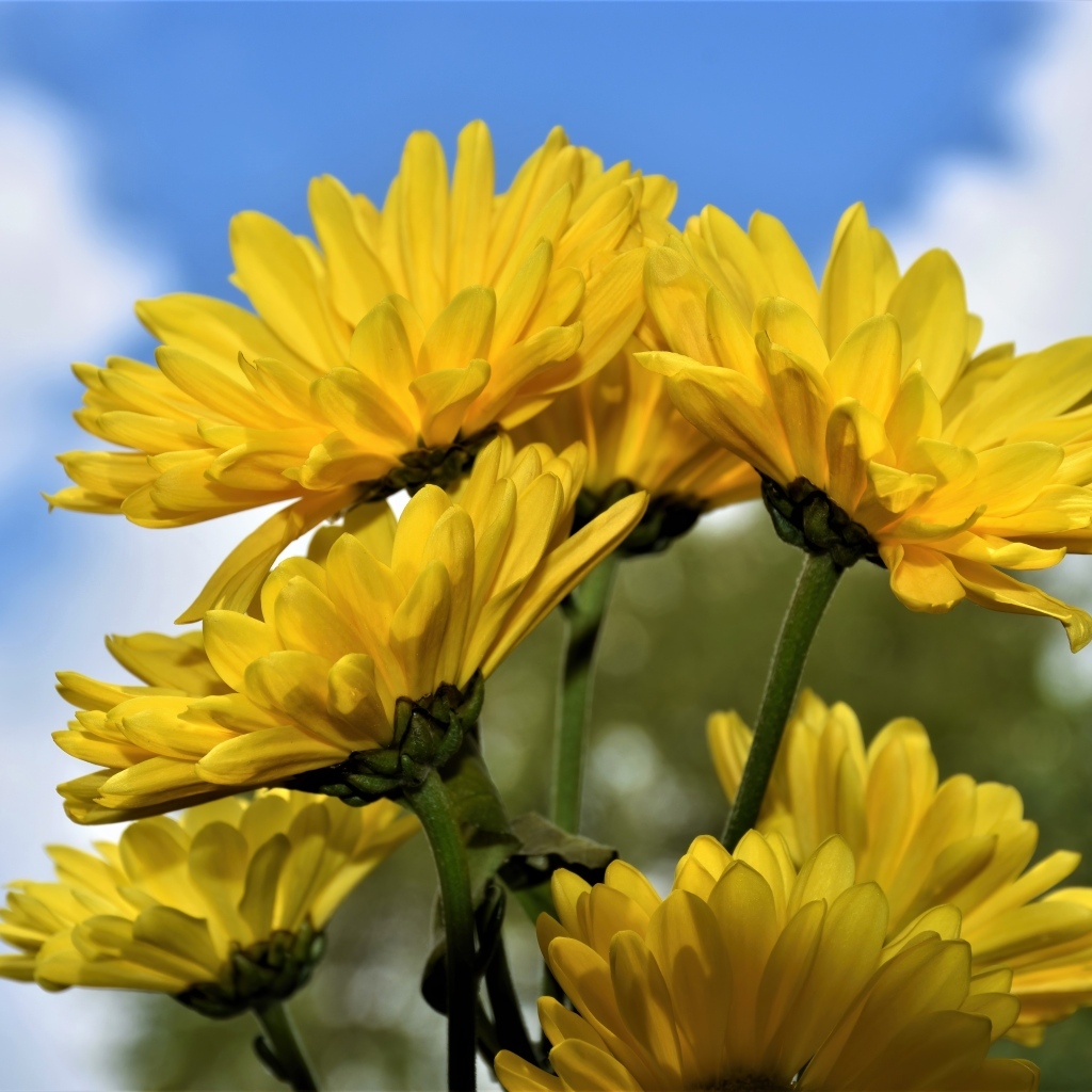 Ветка с желтыми цветами хризантемы