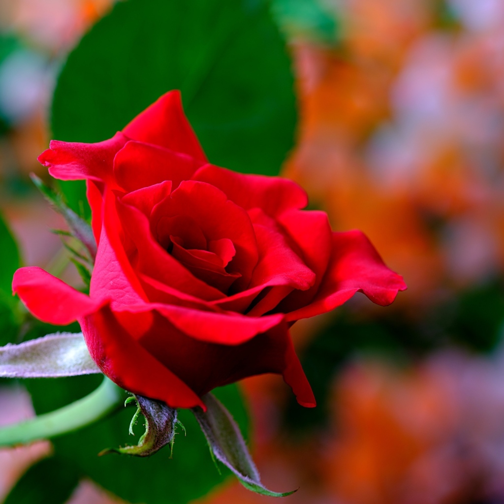 Яркая ароматная алая роза крупным планом