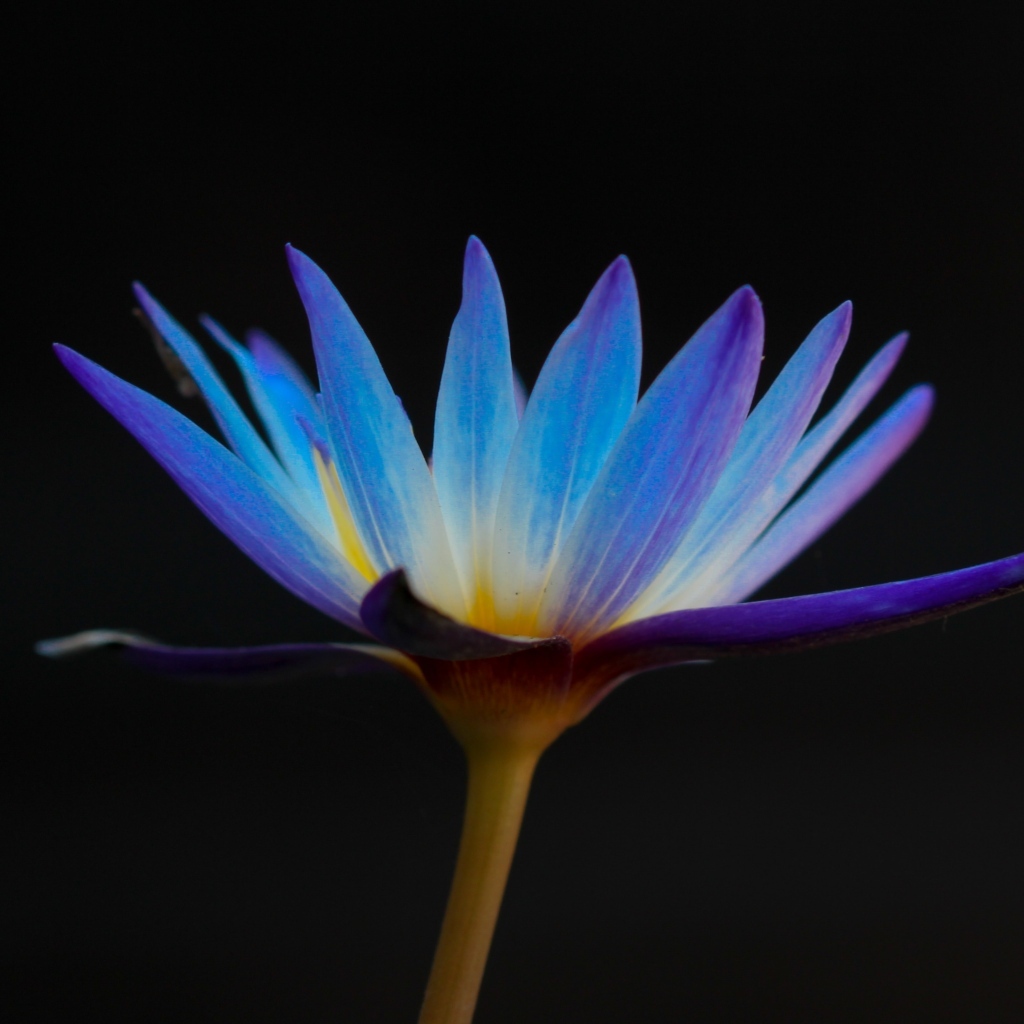 Яркий фиолетовый цветок лотоса на черном фоне