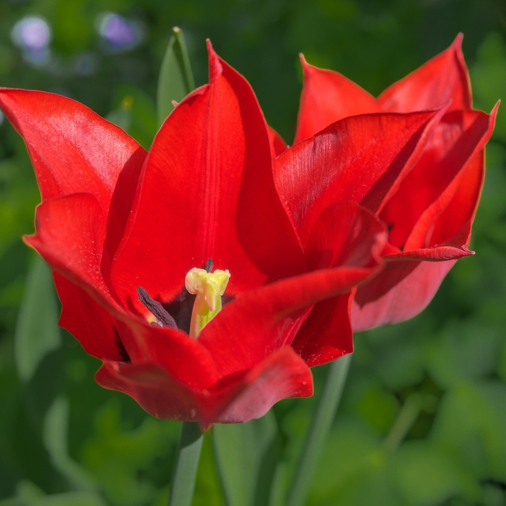 Яркие красные тюльпаны на клумбе