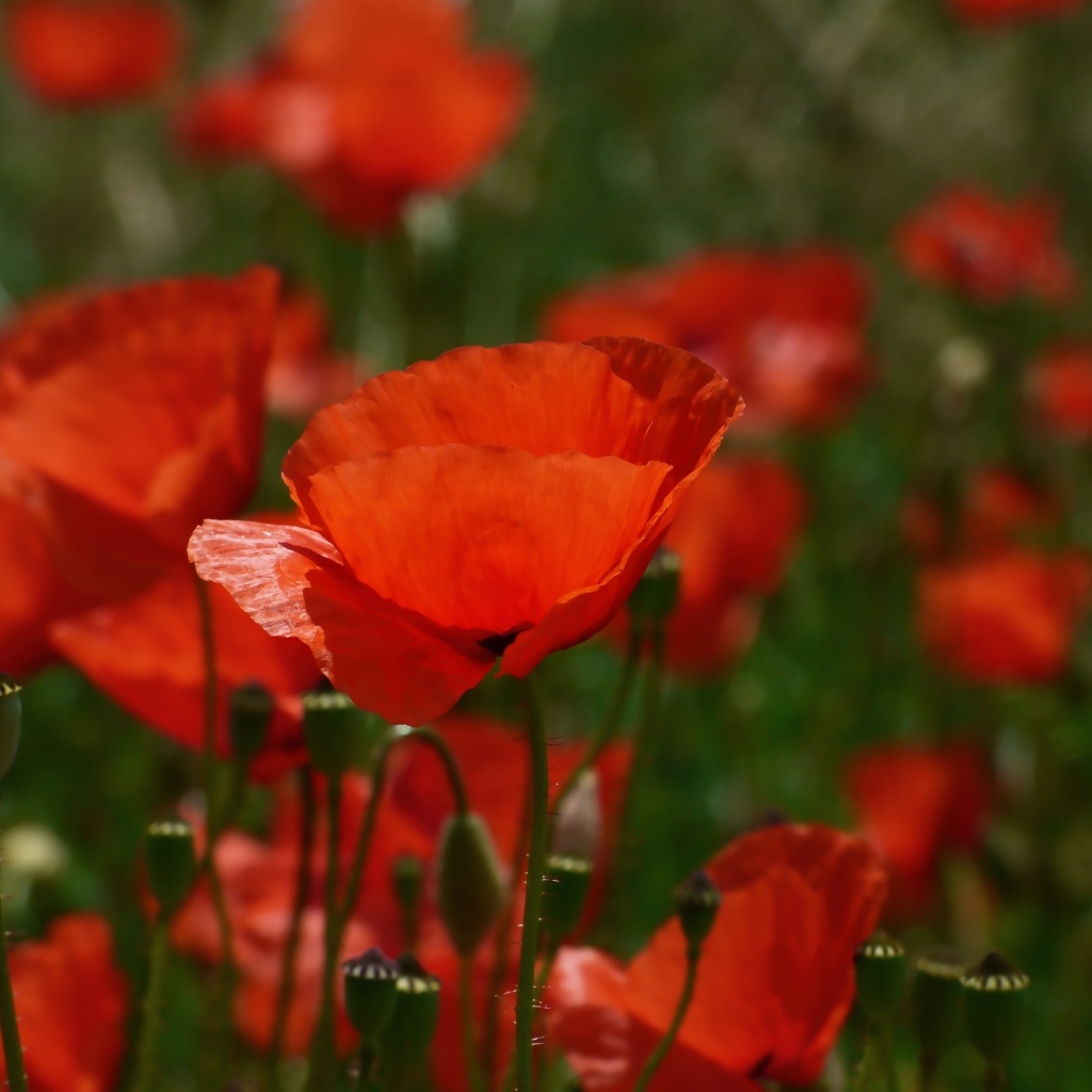 Яркий алый полевой мак в лучах солнца