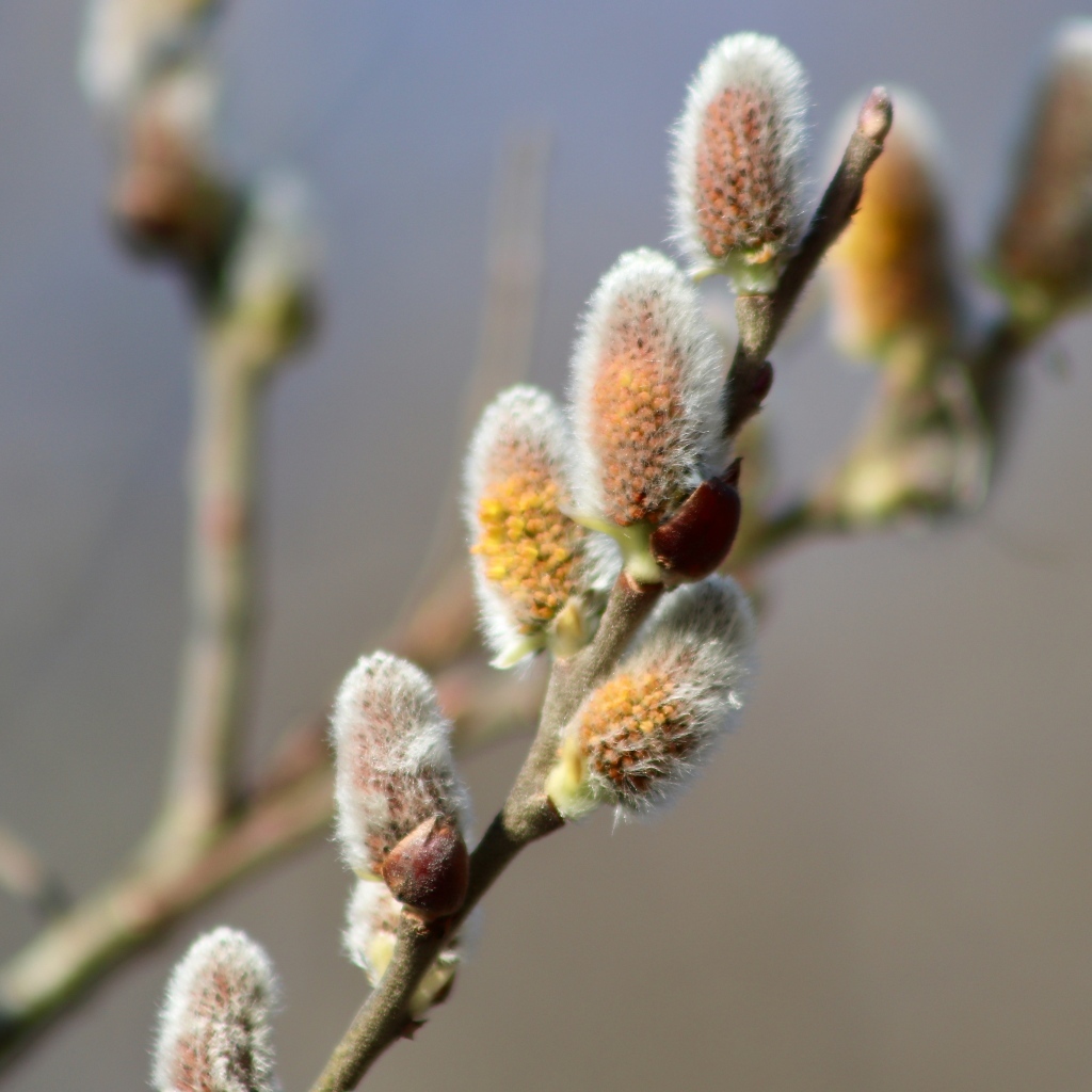 Бурая пушистая ветка вербы весной