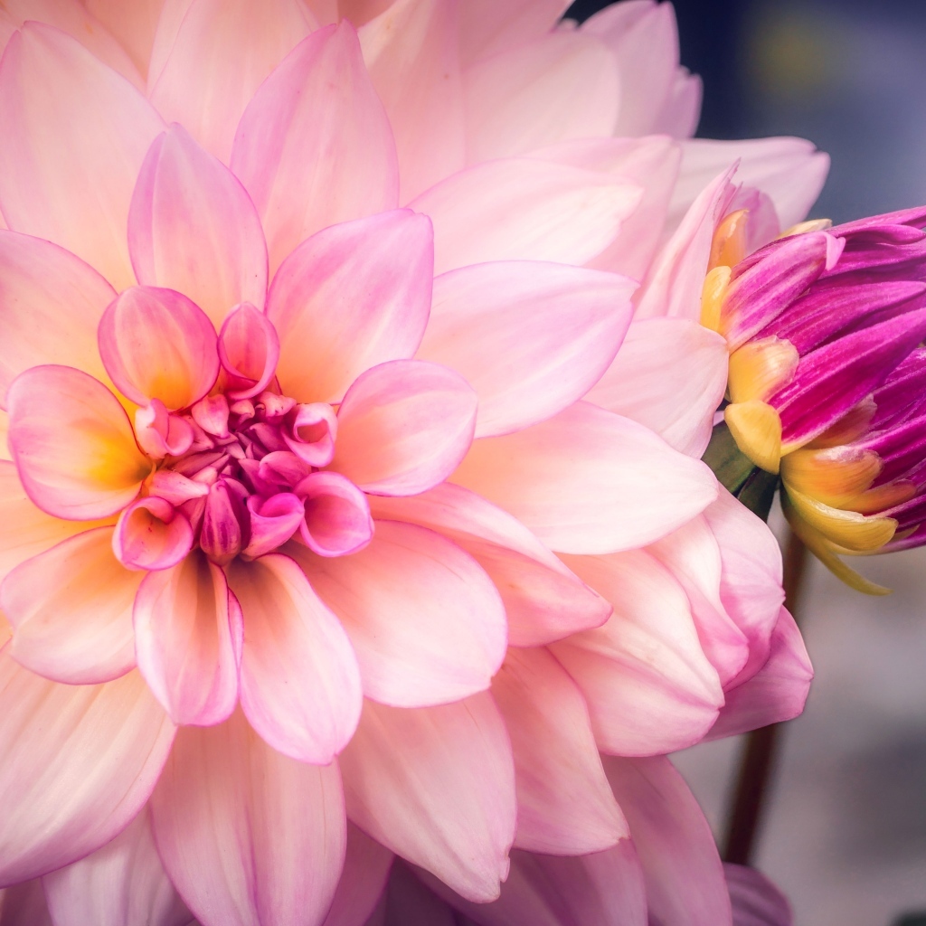 Бутон и распустившаяся георгина крупным планом