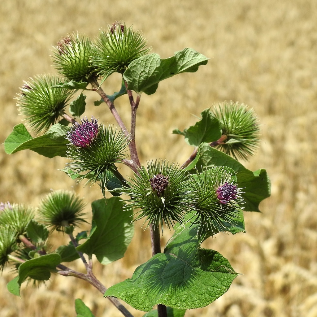 Цветы лопуха крупным планом