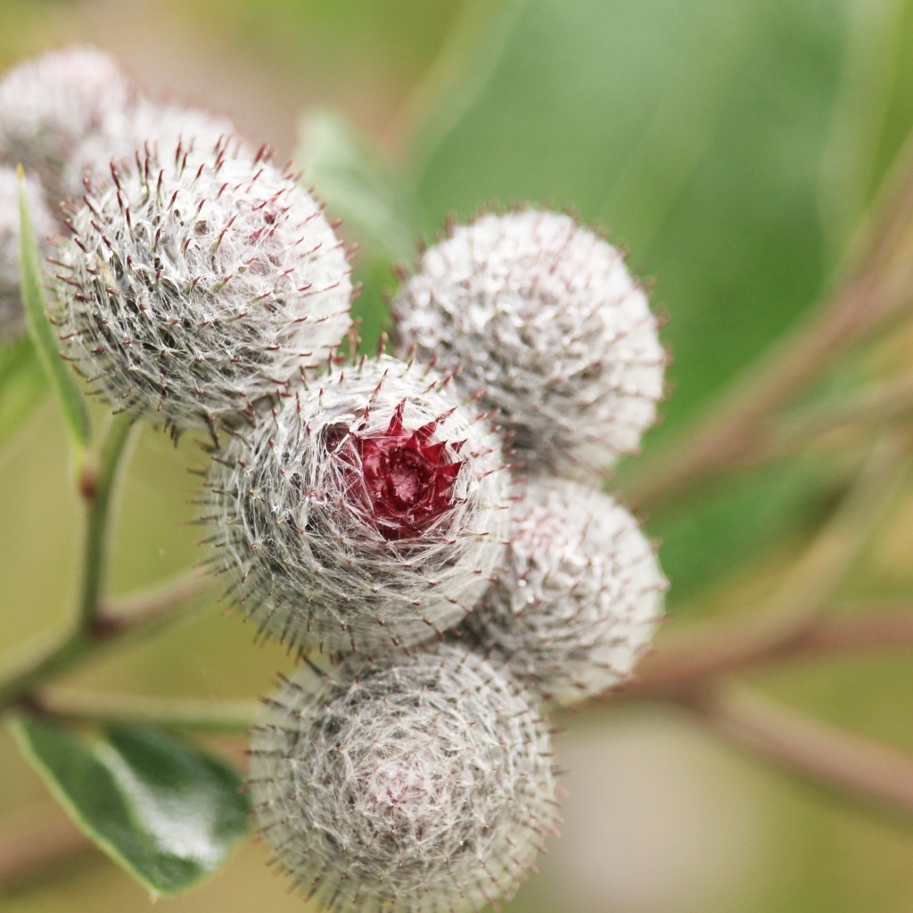 Цветы лопуха крупным планом