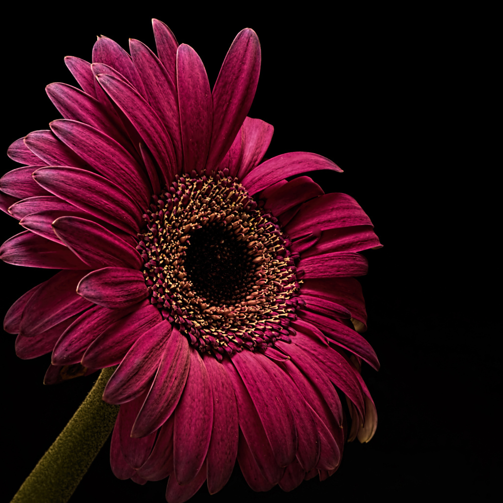 Бордовая гербера крупным планом на черном фоне