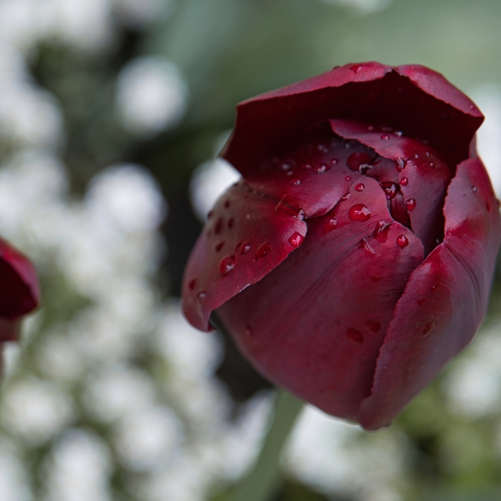 Бордовый тюльпан в каплях дождя