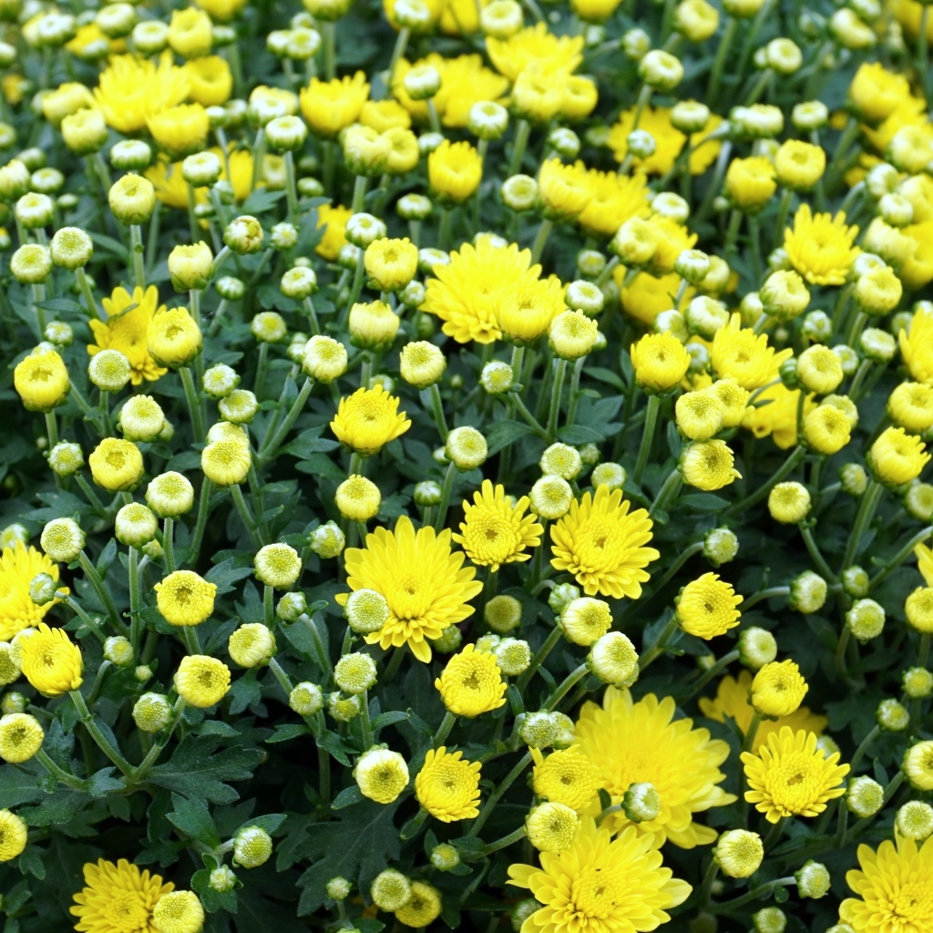 Куст распускающихся желтых цветов хризантемы