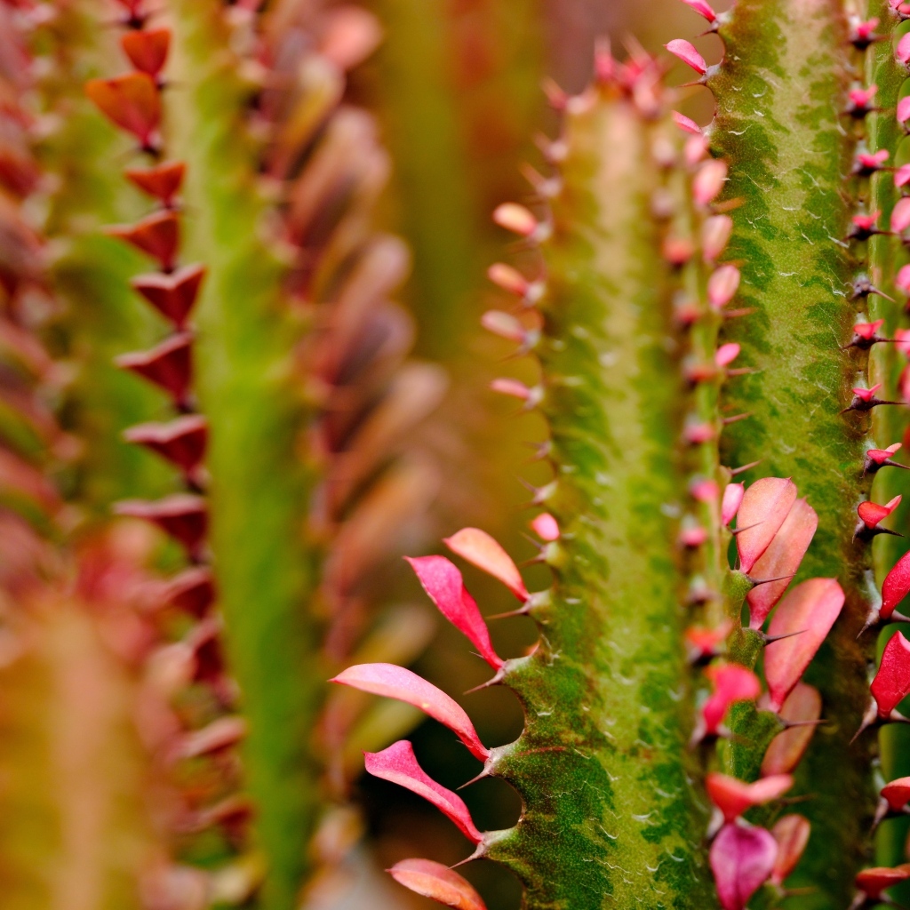 Кактус с красными лепестками крупным планом