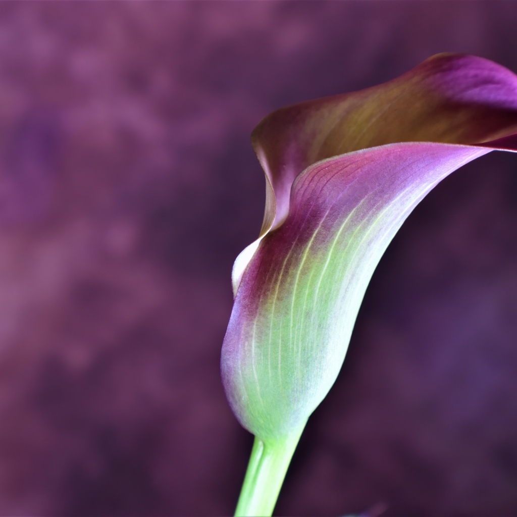 Цветок калла крупным планом