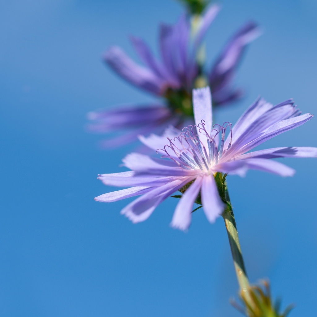 Цветы цикория на голубом фоне