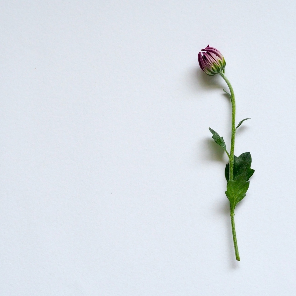 Цветок хризантемы на сером фоне