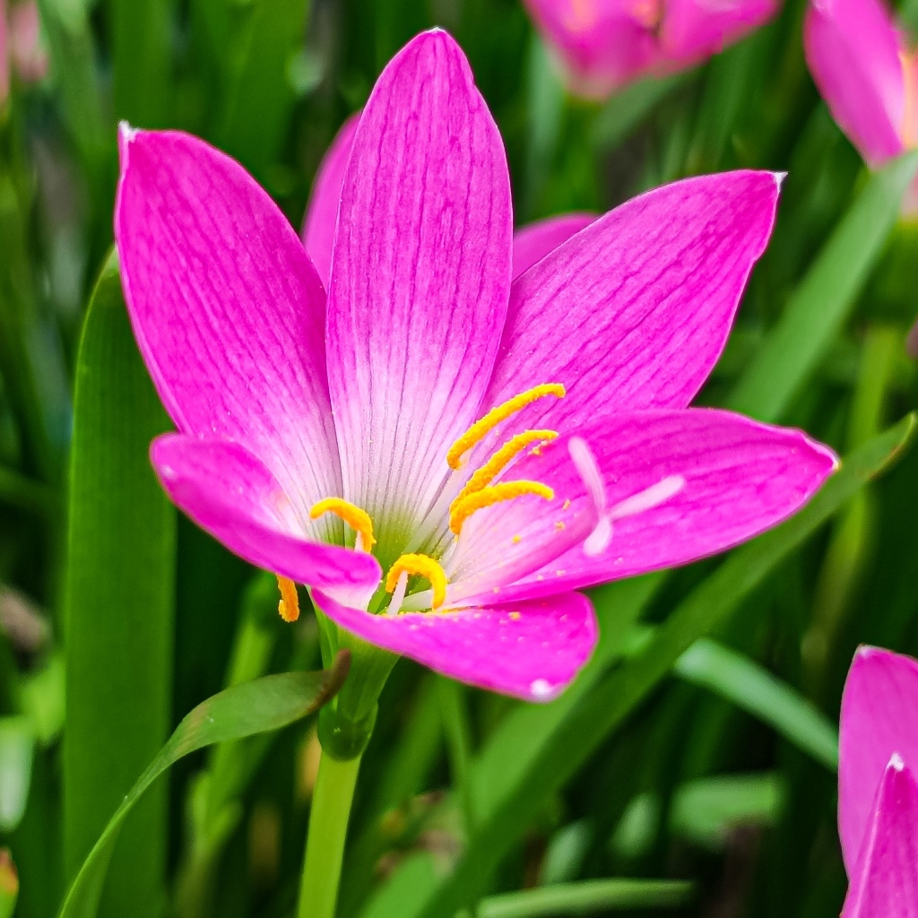 Розовые на клумбе крупным планом