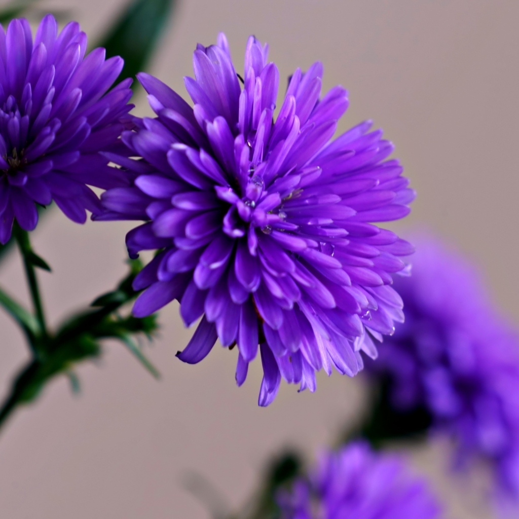 Цветы васильки крупным планом