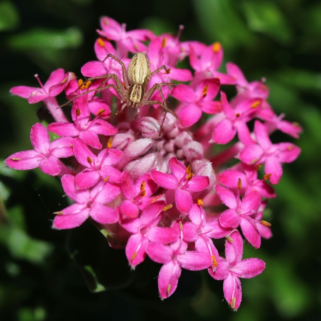 Крабовый паук сидит на розовом цветке