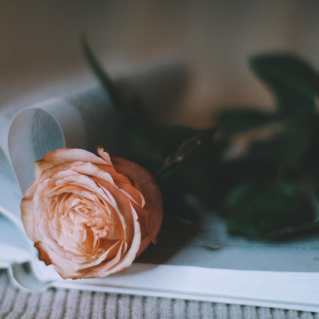 Кремовая роза лежит на книге