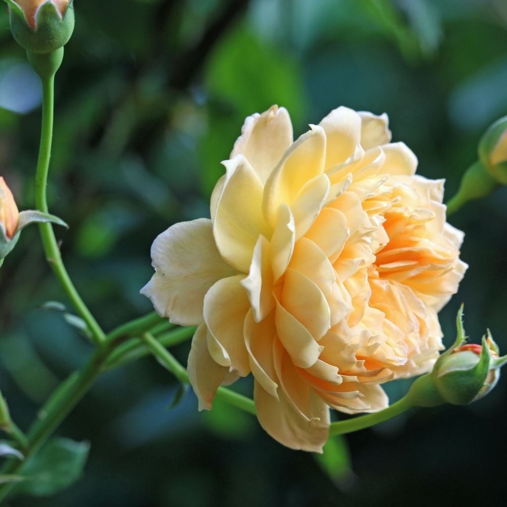 Кремовая роза с бутонами на зеленом фоне