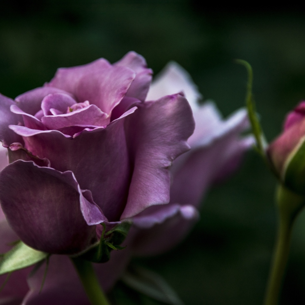 Кривые нежно розовые розы с бутонами