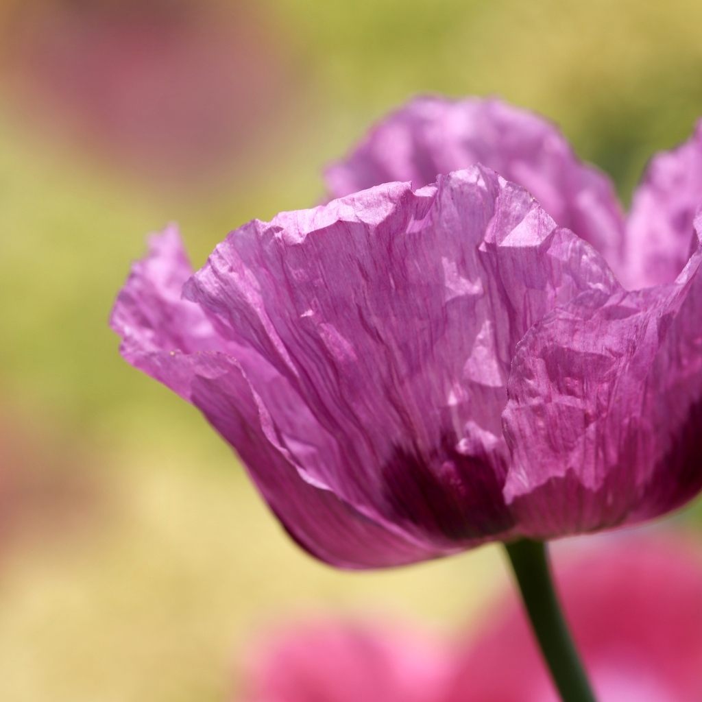 Милый сиреневый полевой мак