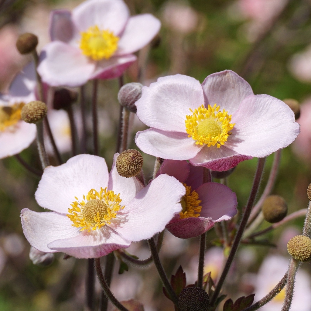 Милые розовые цветы анемоны