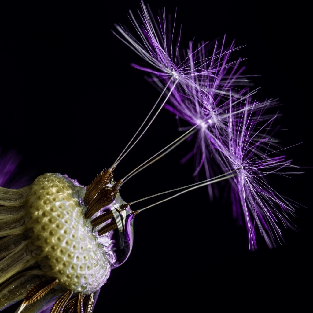 Цветок одуванчика на черном фоне крупным планом