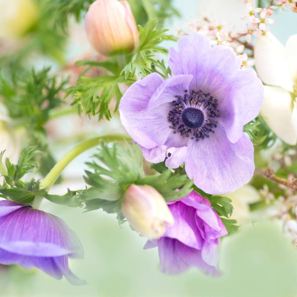 Нежные цветы анемоны с бутонами крупным планом