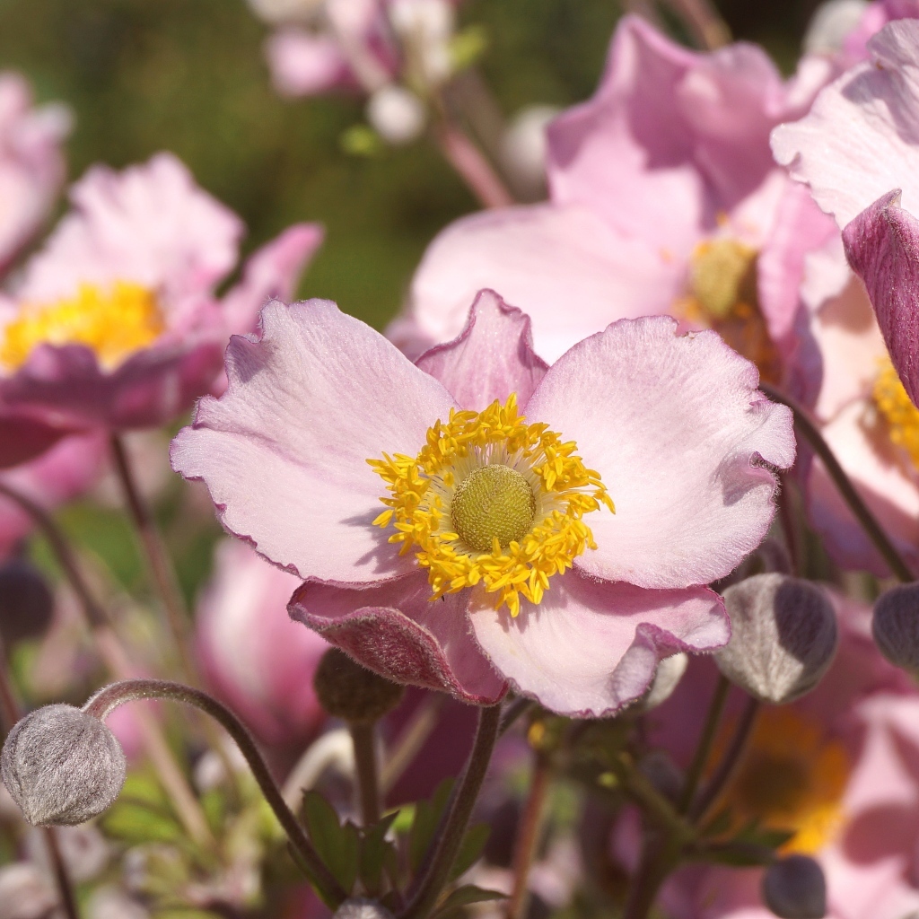 Нежные цветы анемона с бутонами крупным планом