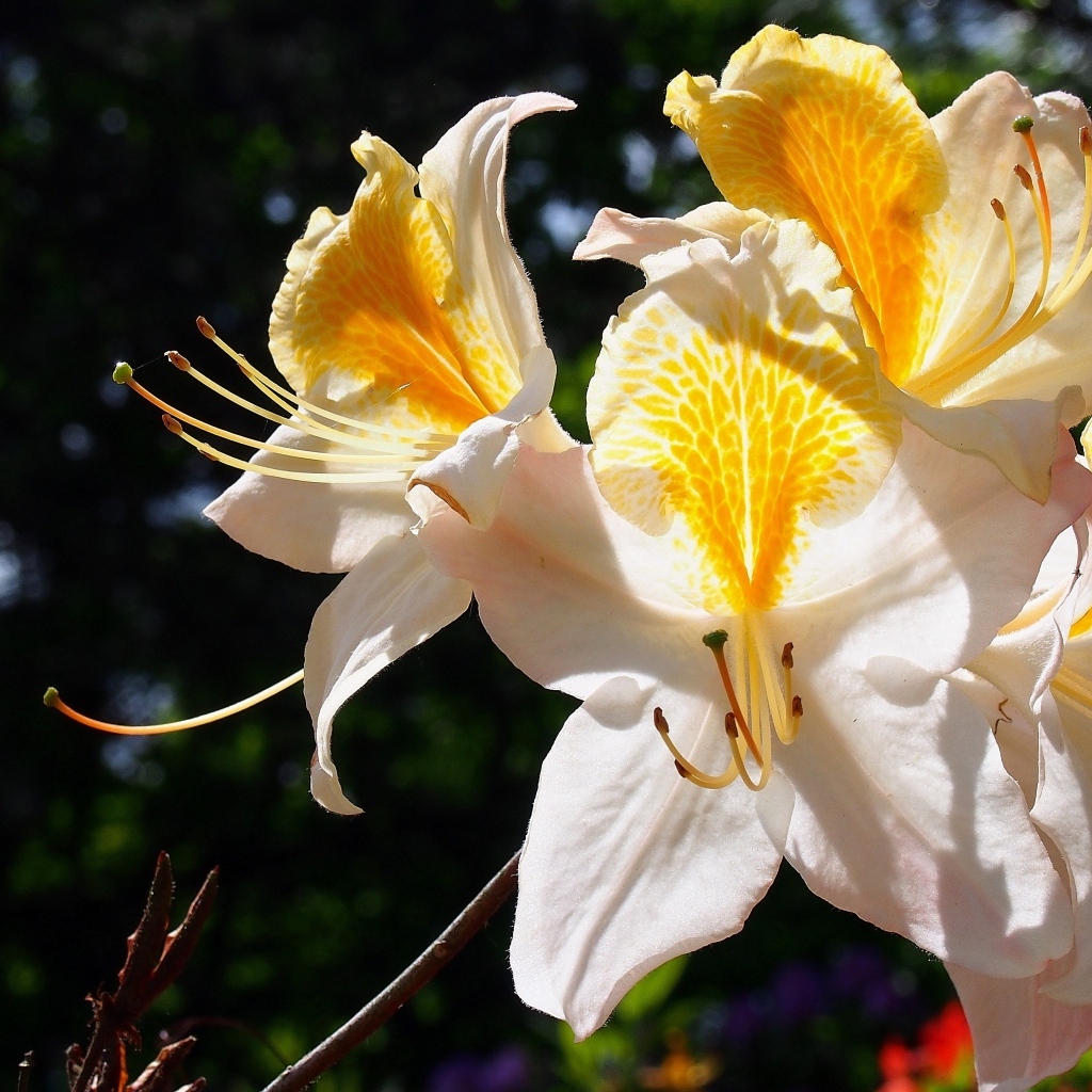 Нежные цветы азалия в лучах солнца