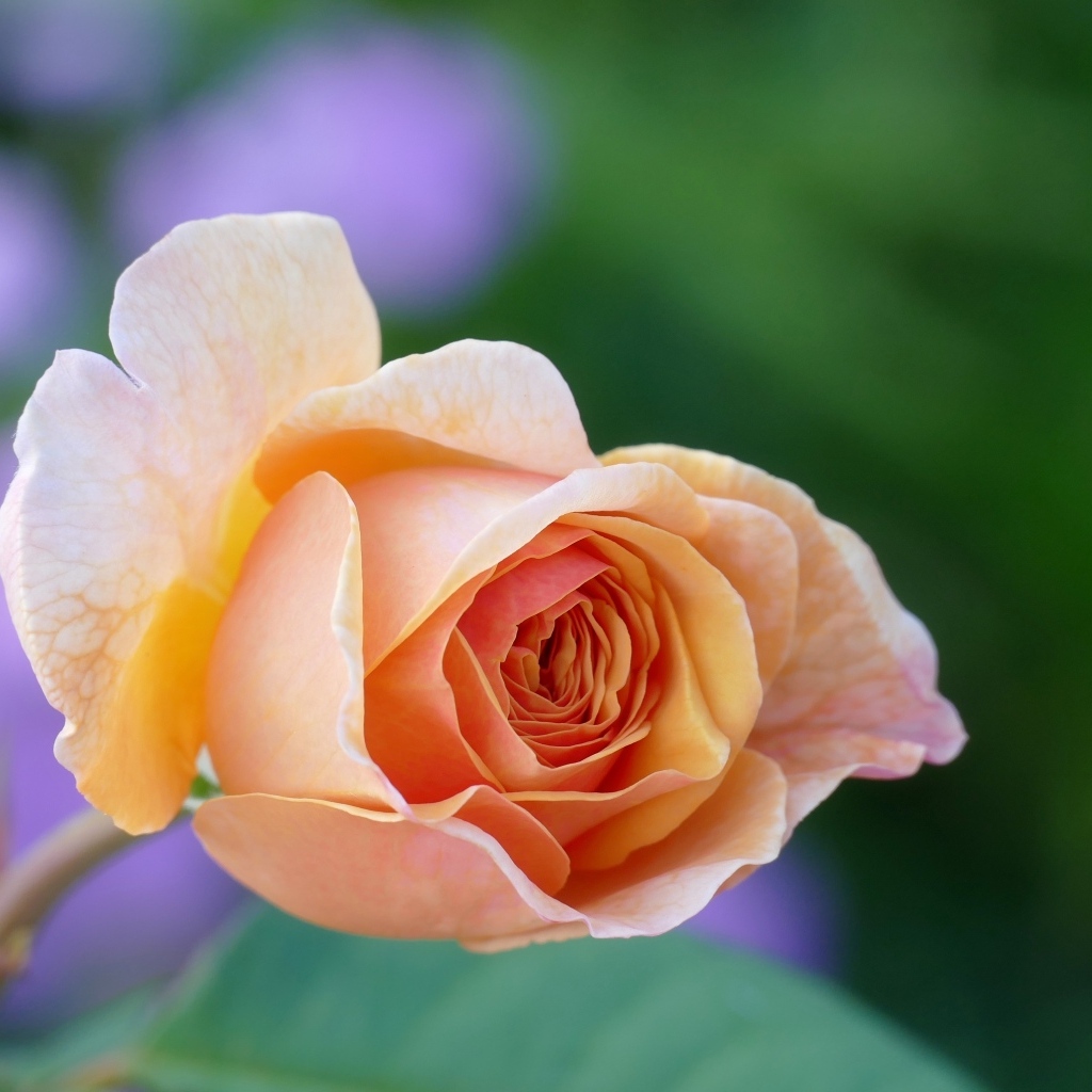 Нежная кремового цвета роза крупным планом